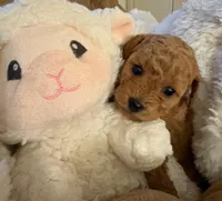 Bree, a female Goldendoodle for sale in North Charleston, SC – Photo 1 of 5