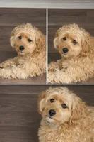 Bree, a female Goldendoodle for sale in North Charleston, SC – Photo 4 of 5