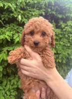 Nika, a female English Goldendoodle for sale in Boston, MA – Photo 2 of 4