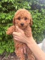 Nika, a female English Goldendoodle for sale in Boston, MA – Photo 4 of 4