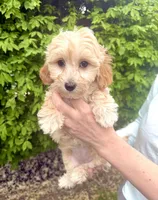 Hope, a female English Goldendoodle for sale in Boston, MA – Photo 3 of 4