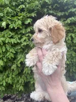 Hope, a female English Goldendoodle for sale in Boston, MA – Photo 4 of 4