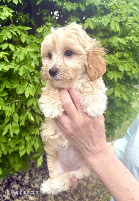 Hope, a female English Goldendoodle for sale in Boston, MA – Photo 1 of 4