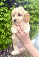 Hope, a female English Goldendoodle for sale in Boston, MA – Photo 1 of 4