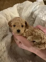 Ginger, a female Goldendoodle for sale in North Charleston, SC – Photo 3 of 6