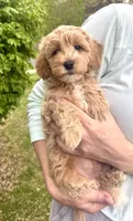 Bella, a female Miniature Goldendoodle for sale in Charleston, SC – Photo 2 of 5