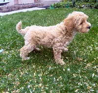 Bella, a female Miniature Goldendoodle for sale in Charleston, SC – Photo 5 of 5