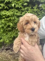 Bella, a female Miniature Goldendoodle for sale in Charleston, SC – Photo 4 of 5