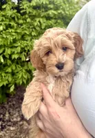 Bella, a female Miniature Goldendoodle for sale in Charleston, SC – Photo 3 of 5