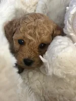 Hope, a female Miniature Goldendoodle for sale in Boston, MA – Photo 3 of 5