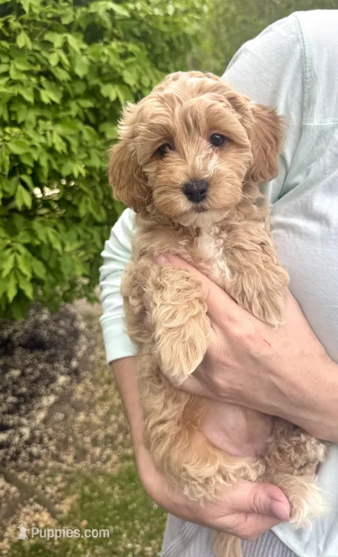 Ginger – English Goldendoodle puppy for sale in Boston, MA