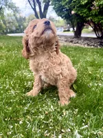 Nika, a female Miniature Goldendoodle for sale in Charleston, SC – Photo 9 of 9