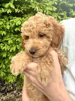 Nika, a female Miniature Goldendoodle for sale in Charleston, SC – Photo 3 of 9