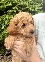 Nika, a female Miniature Goldendoodle for sale in Charleston, SC – Photo 2 of 9