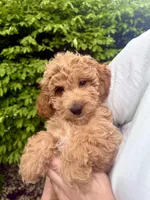 Nika, a female Miniature Goldendoodle for sale in Charleston, SC – Photo 6 of 9