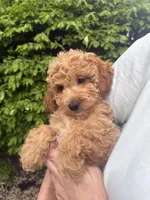 Nika, a female Miniature Goldendoodle for sale in Charleston, SC – Photo 4 of 9