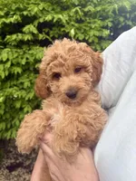Nika, a female Miniature Goldendoodle for sale in Charleston, SC – Photo 5 of 9