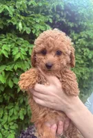 Ginger , a female Poodle - Miniature  and English Cream Golden Retriever for sale in Hartford, CT – Photo 4 of 4