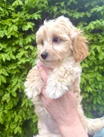 Hope, a female Miniature Goldendoodle for sale in Charleston, SC – Photo 2 of 5