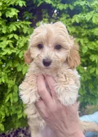 Hope, a female Miniature Goldendoodle for sale in Charleston, SC – Photo 1 of 5