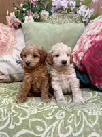 Isabella, a female Goldendoodle for sale in North Charleston, SC – Photo 1 of 5