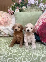 Isabella, a female Goldendoodle for sale in North Charleston, SC – Photo 4 of 5