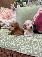 Isabella, a female Goldendoodle for sale in North Charleston, SC – Photo 5 of 5