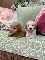 Isabella, a female Goldendoodle for sale in North Charleston, SC – Photo 2 of 5