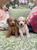 Isabella, a female Goldendoodle for sale in North Charleston, SC – Photo 3 of 5