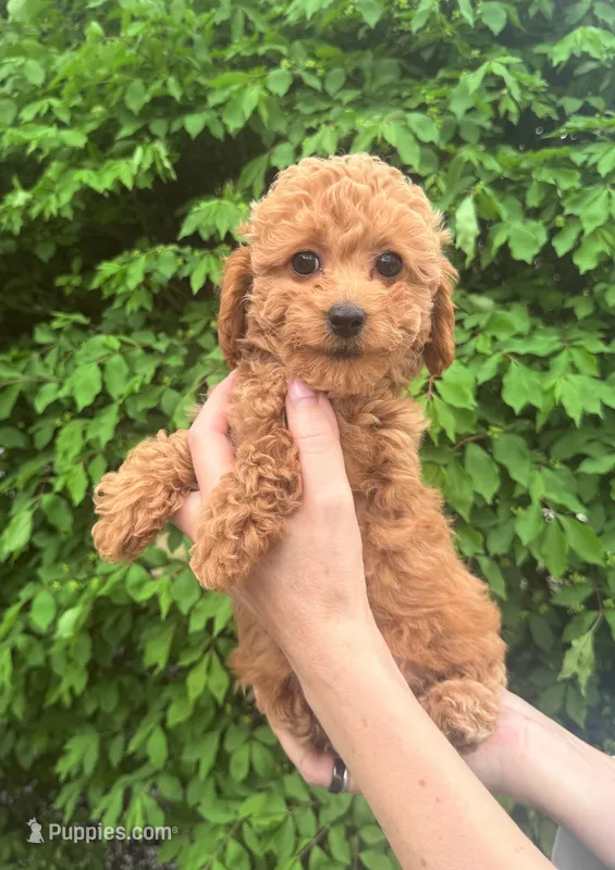 Nika, a female English Goldendoodle for sale in Boston, MA – Photo 1 of 4