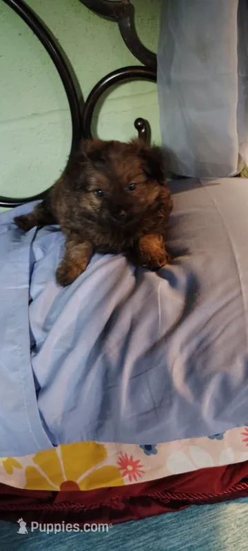 Balen – Yorkshire Terrier puppy for sale in Birmingham, AL