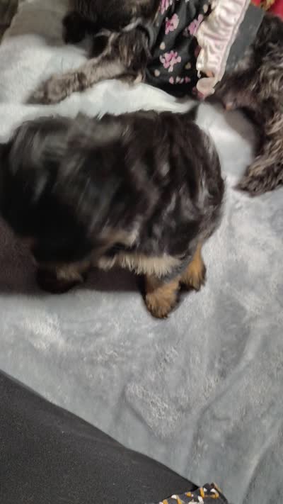 Balen, a male Yorkshire Terrier for sale in Birmingham, AL – 3 of 4