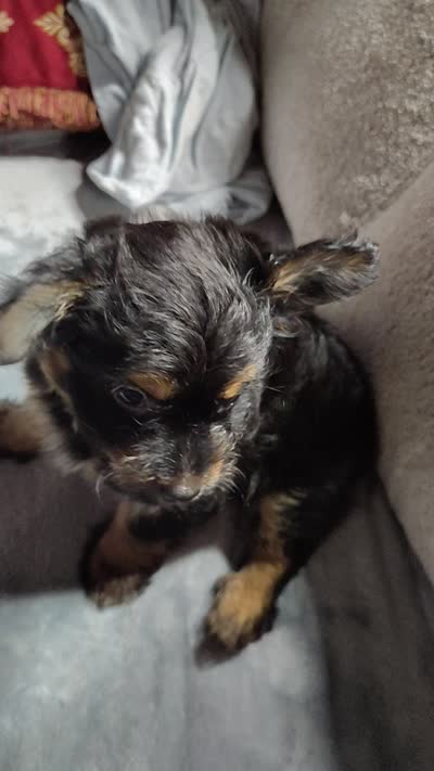 Balen, a male Yorkshire Terrier for sale in Birmingham, AL – 4 of 4