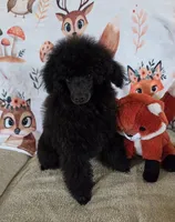 Pretty Boy-AKC, a male Poodle - Toy  for sale in Mansfield, MO – 4 of 4