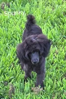 Spunky-AKC, a male Poodle - Toy  for sale in Mansfield, MO – 6 of 6