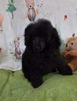 Spunky-AKC, a male Poodle - Toy  for sale in Mansfield, MO – 3 of 4
