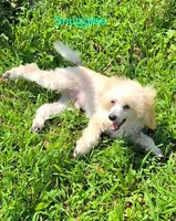 Snuggles-AKC, a male Poodle - Toy  for sale in Mansfield, MO – 6 of 6