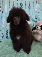 Spot-AKC, a male Poodle - Toy  for sale in Mansfield, MO – 4 of 5