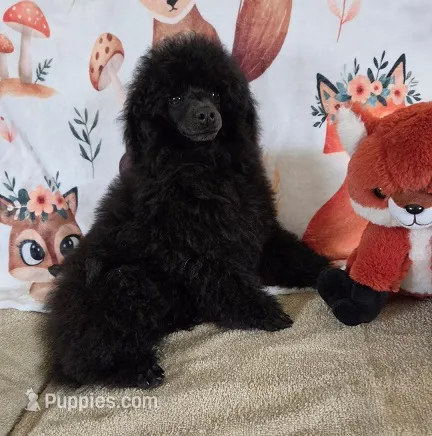 Pretty Boy-AKC – Poodle - Toy  puppy for sale in Mansfield, MO