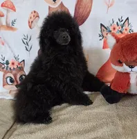 Pretty Boy-AKC, a male Poodle - Toy  for sale in Mansfield, MO – 1 of 4