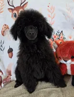 Pretty Boy-AKC, a male Poodle - Toy  for sale in Mansfield, MO – 3 of 4