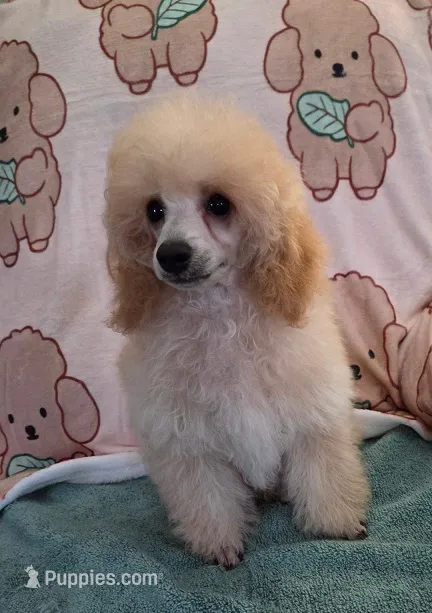 Snuggles-AKC – Poodle - Toy  puppy for sale in Mansfield, MO