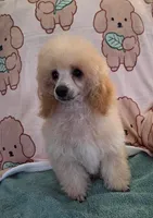 Snuggles-AKC, a male Poodle - Toy  for sale in Mansfield, MO – 1 of 4