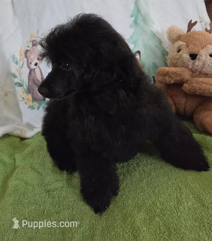 Spunky-AKC – Poodle - Toy  puppy for sale in Mansfield, MO