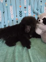 Spot-AKC, a male Poodle - Toy  for sale in Mansfield, MO – 5 of 5