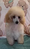 Snuggles-AKC, a male Poodle - Toy  for sale in Mansfield, MO – 4 of 4