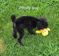 Pretty Boy-AKC, a male Poodle - Toy  for sale in Mansfield, MO – 5 of 6