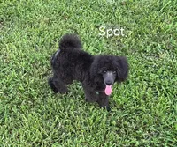 Spot-AKC, a male Poodle - Toy  for sale in Mansfield, MO – 6 of 6