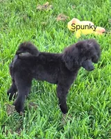 Spunky-AKC, a male Poodle - Toy  for sale in Mansfield, MO – 5 of 6