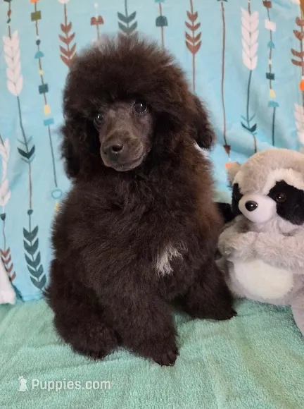 Spot-AKC – Poodle - Toy  puppy for sale in Mansfield, MO